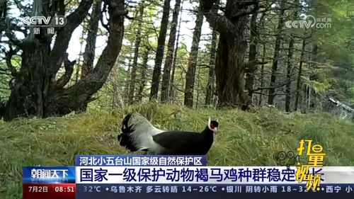 河北小五臺(tái)山國家級自然保護(hù)區(qū) 一級保護(hù)動(dòng)物褐馬雞種群穩(wěn)定增長
